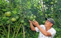 Trai miền Tây làm vườn cam sành bạc tỷ trên đất Lâm Đồng