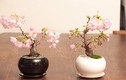 Mê tít loạt bonsai hoa Nhật Bản siêu đẹp