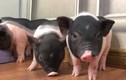 "Mốt" mua lợn cảnh mini tiền triệu làm thú cưng sang chảnh