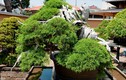 Chiêm ngưỡng loạt cây bonsai nghìn năm tuổi