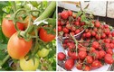 Ngây ngất những vườn cà chua trĩu quả trên sân thượng