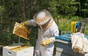 Cảnh sản xuất mật ong siêu sạch chỉ có ở Cuba