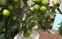 Thích thú ngắm những vườn táo trĩu quả trên sân thượng