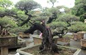 Mê mẩn loạt bonsai phi lao lạ mắt