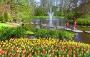 Vườn hoa tulip lớn nhất thế giới "hốt bạc" ở Hà Lan