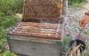 Nông dân thu cả trăm triệu 1 tháng nhờ chiêu luyện ong mật cực độc đáo