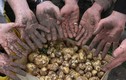Chỉ là củ khoai tây mà giá 25 triệu đồng/kg: Giống khoai này có gì đặc biệt?