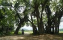 Kỳ bí cây sanh cổ 800 tuổi trong phim Ma làng: “Thần hộ mệnh”