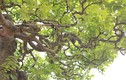 Choáng váng khế bonsai tiền tỷ uốn lượn hơn cả đường cong Ngọc Trinh