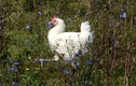 Giống gà quốc bảo Pháp nuôi kỹ hơn thú cưng có gì ngon mà cả triệu/kg?