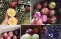 3 loại táo Trung Quốc đang bán đầy chợ Việt, chị em cẩn thận kẻo nhầm