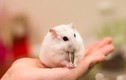 Chuột hamster “cháy hàng” trước Tết Canh Tý 2020