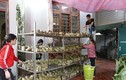 Làng sản xuất bánh chưng Hà Nội tất bật ngày cuối năm