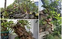 Đại gia Việt mê mẩn ổi bonsai độc nhất vô nhị giá tiền tỷ