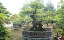 Đại gia Việt “dốc tiền tỷ” chơi bonsai khế, coi như "báu vật" trong nhà