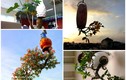 Chiêm ngưỡng những chậu bonsai mọc ngược độc nhất vô nhị