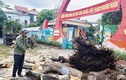 Trường Nghệ An bị kiểm điểm vì chặt cây cổ thụ đang tươi tốt