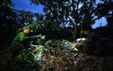 Về “thủ phủ vải thiều” xem người dân chong đèn thu hoạch từ sáng sớm