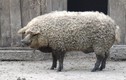 Thịt lợn lông xù có gì đặc biệt mà giá nghìn USD/con?