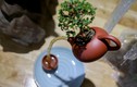 Mê mẩn loạt bonsai bay lơ lửng độc đáo