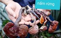 Nấm lim xanh: cách tránh dính quả lừa 