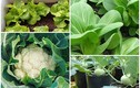 5 loại rau trồng ban công, Tết ăn không xuể