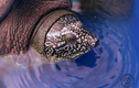 Cận cảnh cá thể rùa Hoàn Kiếm mới bẫy bắt tại hồ Đồng Mô
