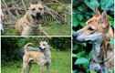 3 chú chó Phú Quốc đắt nhất Việt Nam có gì đặc biệt?