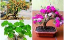 Ngỡ ngàng loạt cây dại thành bonsai chơi Tết