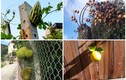 Nông dân sửng sốt với trái cây mọc ngoài quy luật tự nhiên