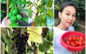 Mãn nhãn vườn rau quả trĩu cành trong nhà Hoa hậu Việt ở trời Tây