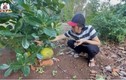 Khu vườn nghìn m2 trồng cây, nuôi gà của Hoài Linh ở Đồng Nai