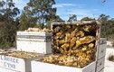Loại mật ong thu hoạch bằng máy bay, giá cả chục triệu/kg