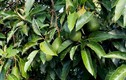 Bất ngờ loại quả “rẻ bèo” ở Việt Nam, sang nước ngoài là “vàng xanh“