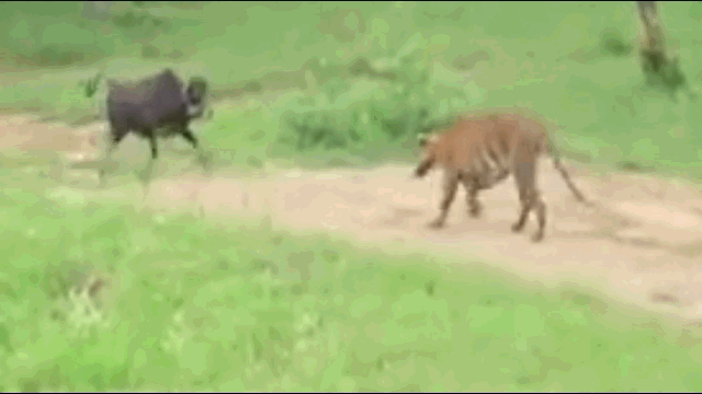 Dại dột quay lại tấn công hổ dữ, bò đực nhận ngay kết đắng 