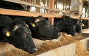 Thịt bò Wagyu gần 10 triệu đồng/kg được nuôi thế nào?