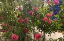 Trầm trồ vườn hồng trăm triệu trên sân thượng Phan Hiển tặng Khánh Thi