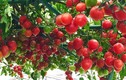 Chỉ 2 thùng xốp, mẹ đảm Hà Nội sở hữu vườn cà chua trĩu quả