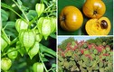3 loại quả bị người Việt “ghẻ lạnh”, ra nước ngoài “đắt hơn vàng“