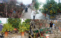 Đào Nhật Tân, bưởi cảnh “nô nức” xuống phố ngóng khách đón Tết 2022