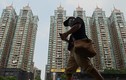 Trung Quốc: Khủng hoảng bất động sản nghiêm trọng hơn trong 2022