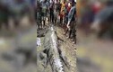 Indonesia: Bắt cá sấu khủng 7m chuyên rình người ở sông, rạch bụng thấy cảnh đau lòng