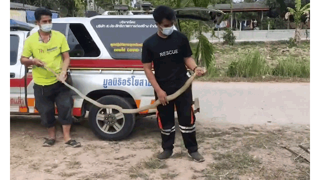 Video: Dẫm lên rắn hổ mang, người phụ nữ thoát chết chỉ nhờ 1 hành động