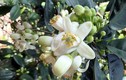 Lùng khắp vườn quê mua loài hoa trắng muốt, thơm lừng bán thu tiền triệu