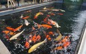 3 hồ cá Koi tiền tỷ ở Việt Nam khiến giới đại gia trầm trồ
