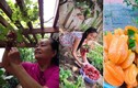 Cận cảnh nhà ở quê ngập cây trái của bố mẹ sao Việt 