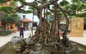 Mục sở thị “vườn cây cảnh đẹp nhất thế giới” của đại gia Phú Thọ