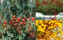Ngỡ ngàng những cây cà chua “vỡ kế hoạch” cho nghìn trái