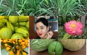 Vườn cây trái sai lúc lỉu trong biệt thự của Hoa hậu Nguyễn Thị Huyền