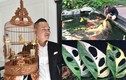 “Ngã ngửa” thú chơi tiền tỷ cực lạ của đại gia Việt